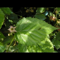 Framboises (Pas de Calais) (01)
